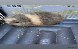 Guinea Pig rodents for sale: Baby guinea pigs for sale, various breeds - Image 9