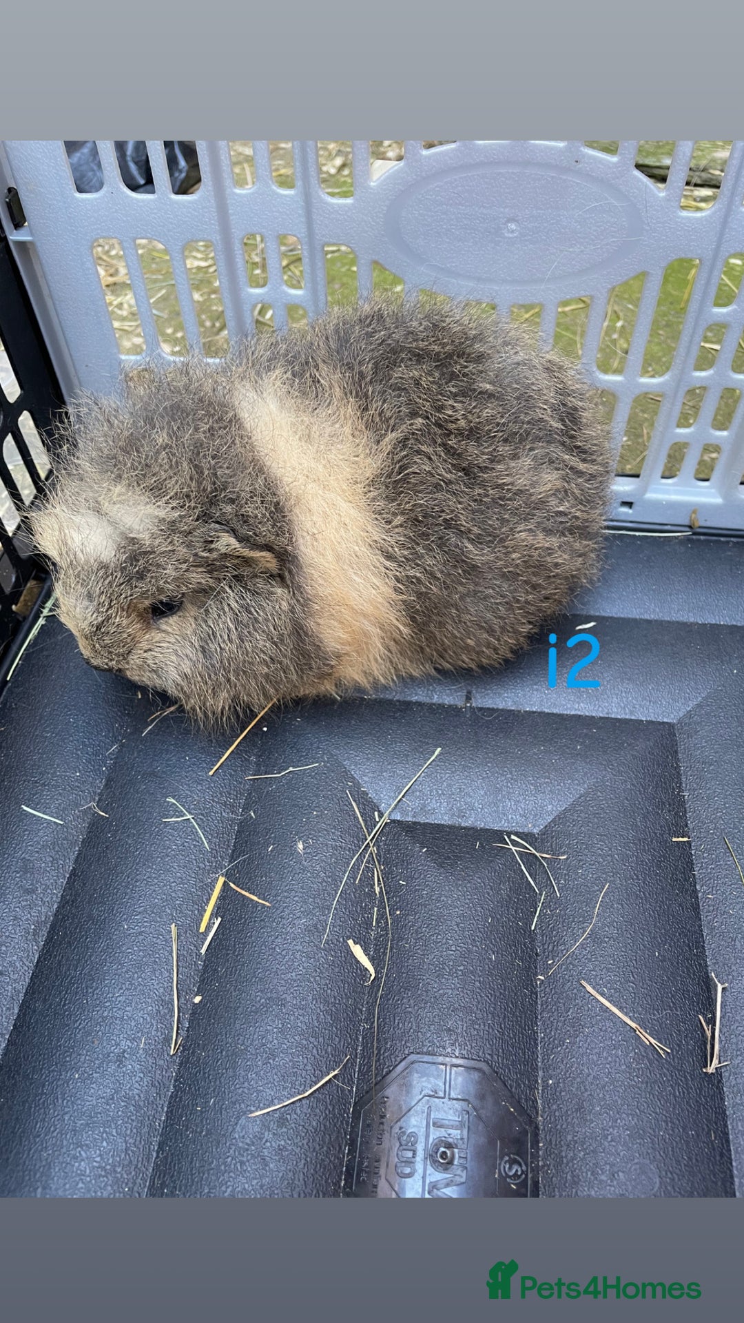 Guinea Pig rodents for sale: Baby guinea pigs for sale, various breeds - Image 9