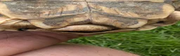 Tortoise reptiles for sale: 1x CB15 M and 1x CB19 F Indian Star Tortoise in Lincoln - Advert 7