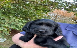 Flat coated Retriever dogs for sale: Flat coated x Golden Retriever puppies - Image 12