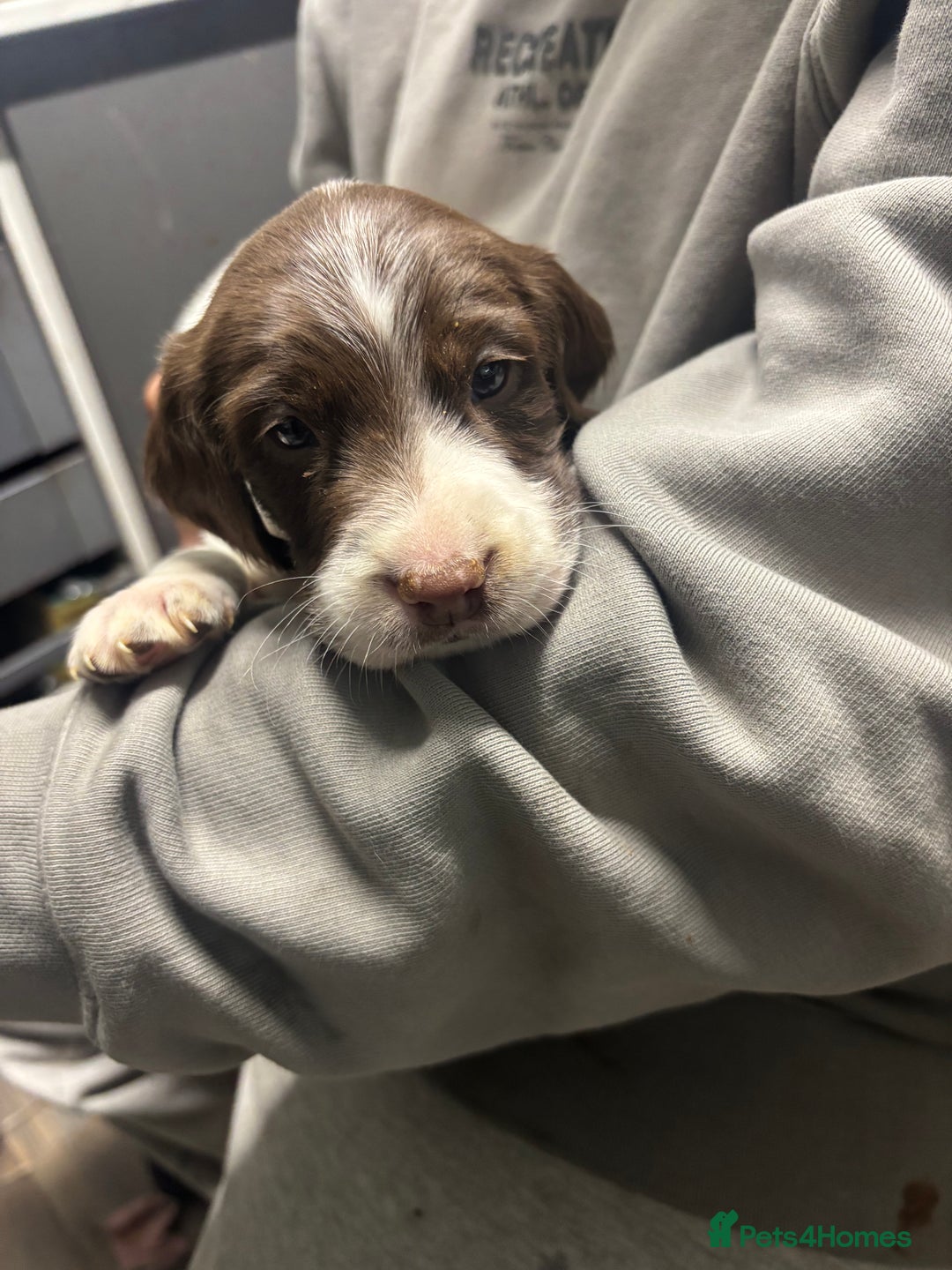 Mixed Breed dogs for sale: Spaniel puppies - Advert 8