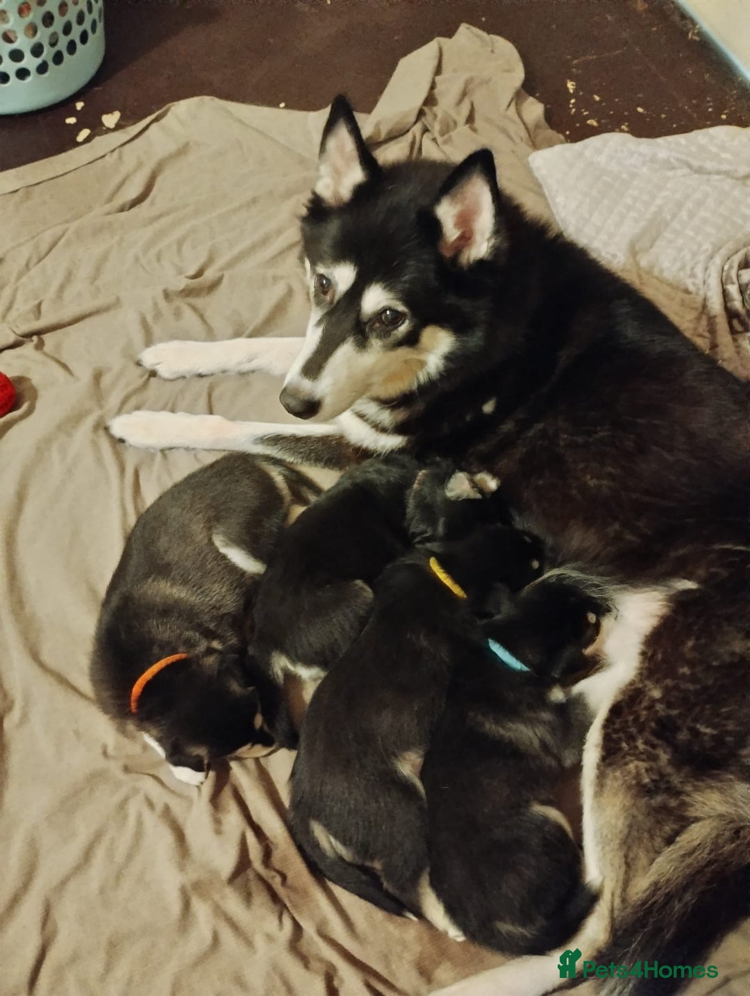Mixed Breed dogs for sale:  Beautiful Husky x Suluki pups - Advert 1