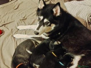 Mixed Breed dogs Beautiful Husky x Suluki pups - Advert 16