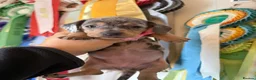 Miniature Dachshund dogs for sale: Miniature Dachshund Dapple Puppies 🐶 5🌟licensed  - Advert 24