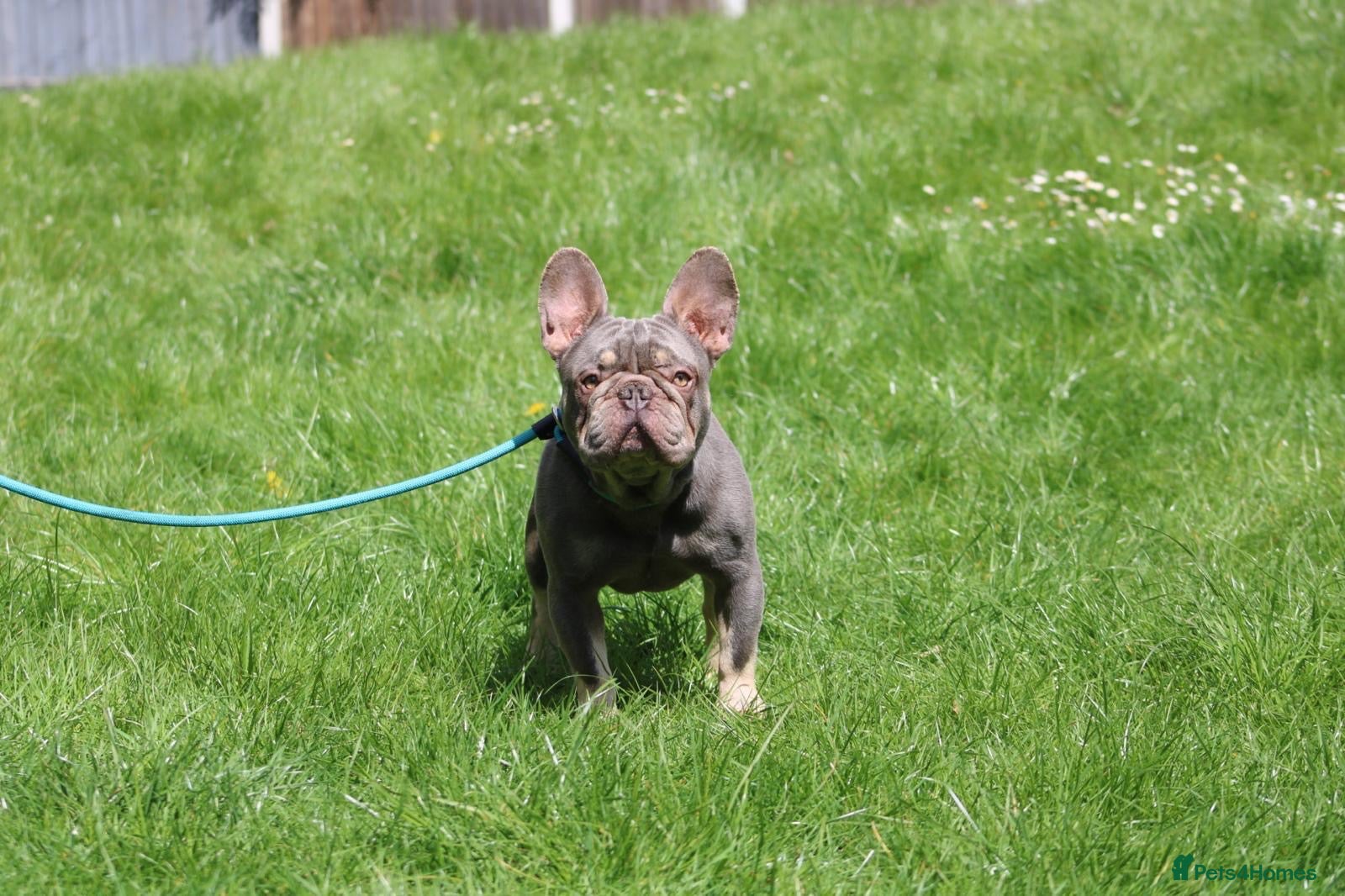 French Bulldog dogs Lilac and tan beautiful boy - Advert 7