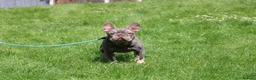 French Bulldog dogs for stud: Lilac and tan beautiful boy - Advert 1