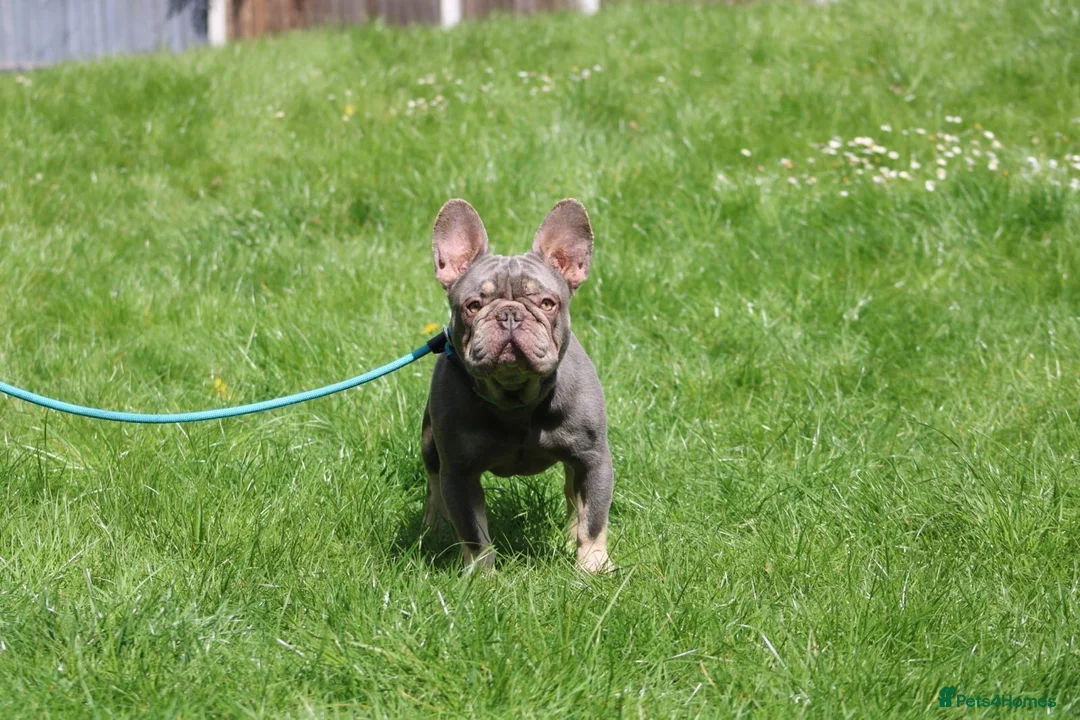French Bulldog dogs for stud: Lilac and tan beautiful boy - Advert 1