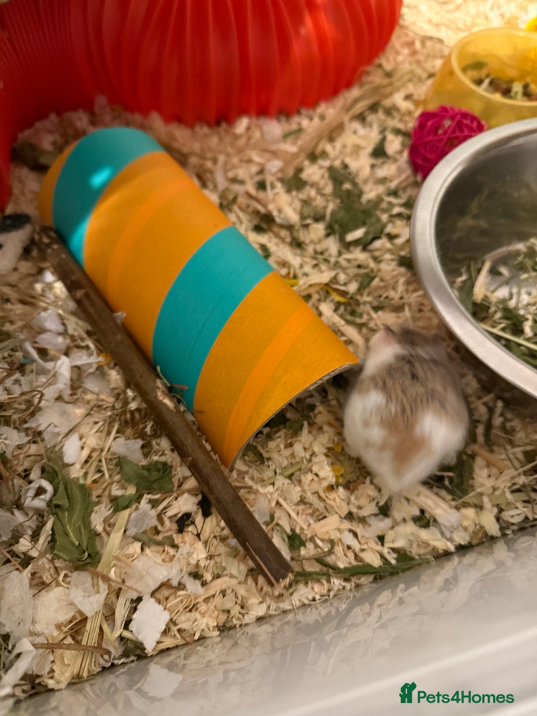 Hamster rodents for sale: Two dwaf hamsters  - Image 3