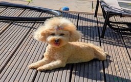 Toy Poodle dogs for sale: 🖤Toy poodle boy🖤 HEALTH TESTED PARENTS! - Image 7
