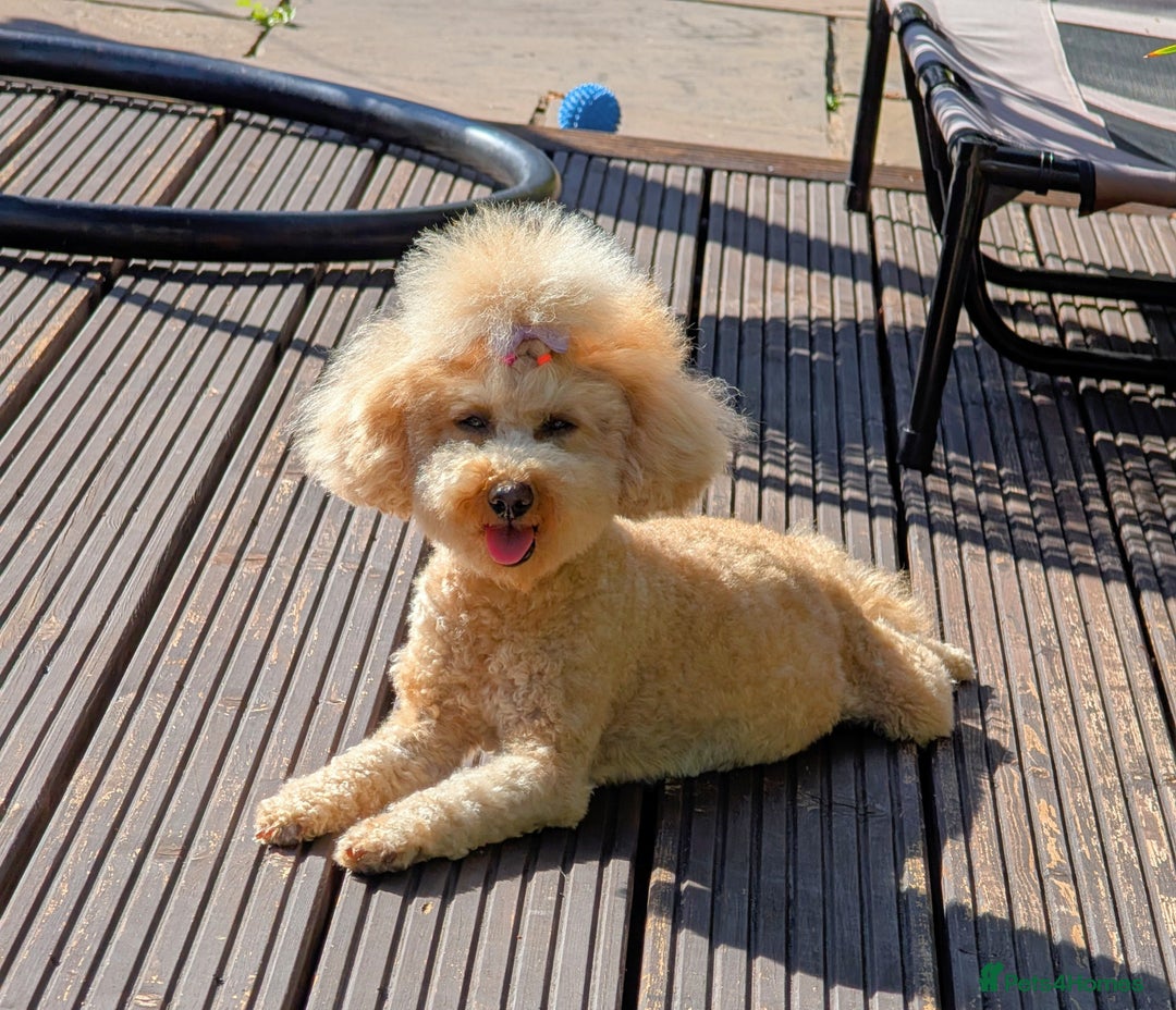 Toy Poodle dogs for sale: 🖤Toy poodle boy🖤 HEALTH TESTED PARENTS! - Image 7