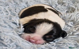 Cavalier King Charles Spaniel dogs for sale: KC REG CAVALIER KING CHARLES SPANIEL PUPPIES - Image 10