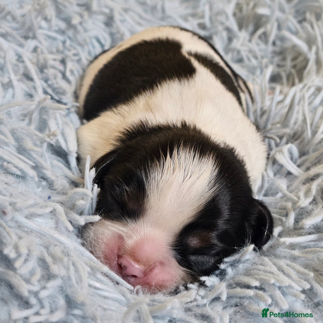 Cavalier King Charles Spaniel dogs for sale: KC REG CAVALIER KING CHARLES SPANIEL PUPPIES - Image 10
