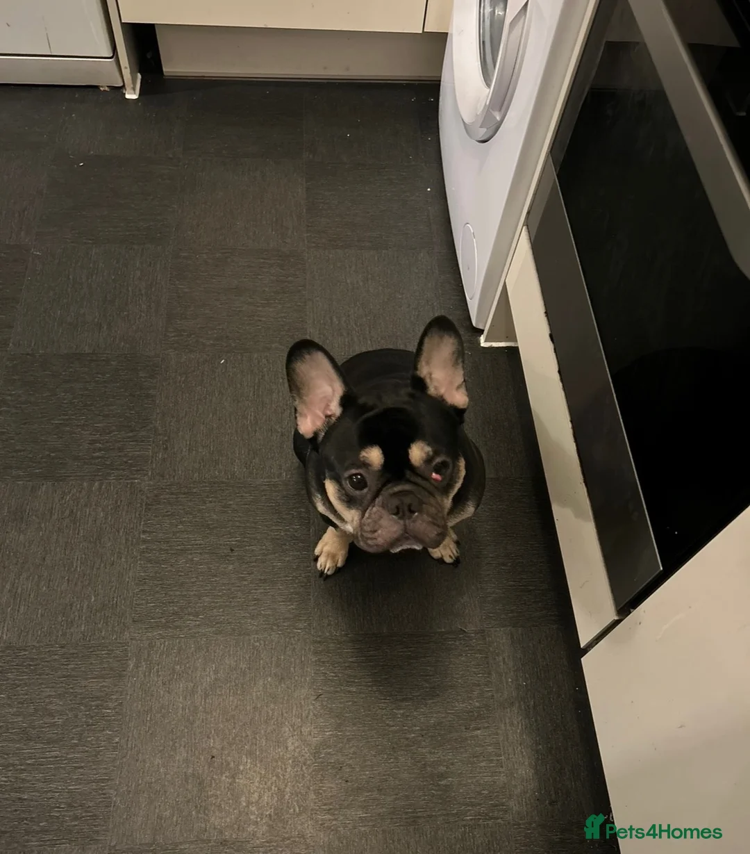 French Bulldog dogs for sale: Bruno - Advert 4