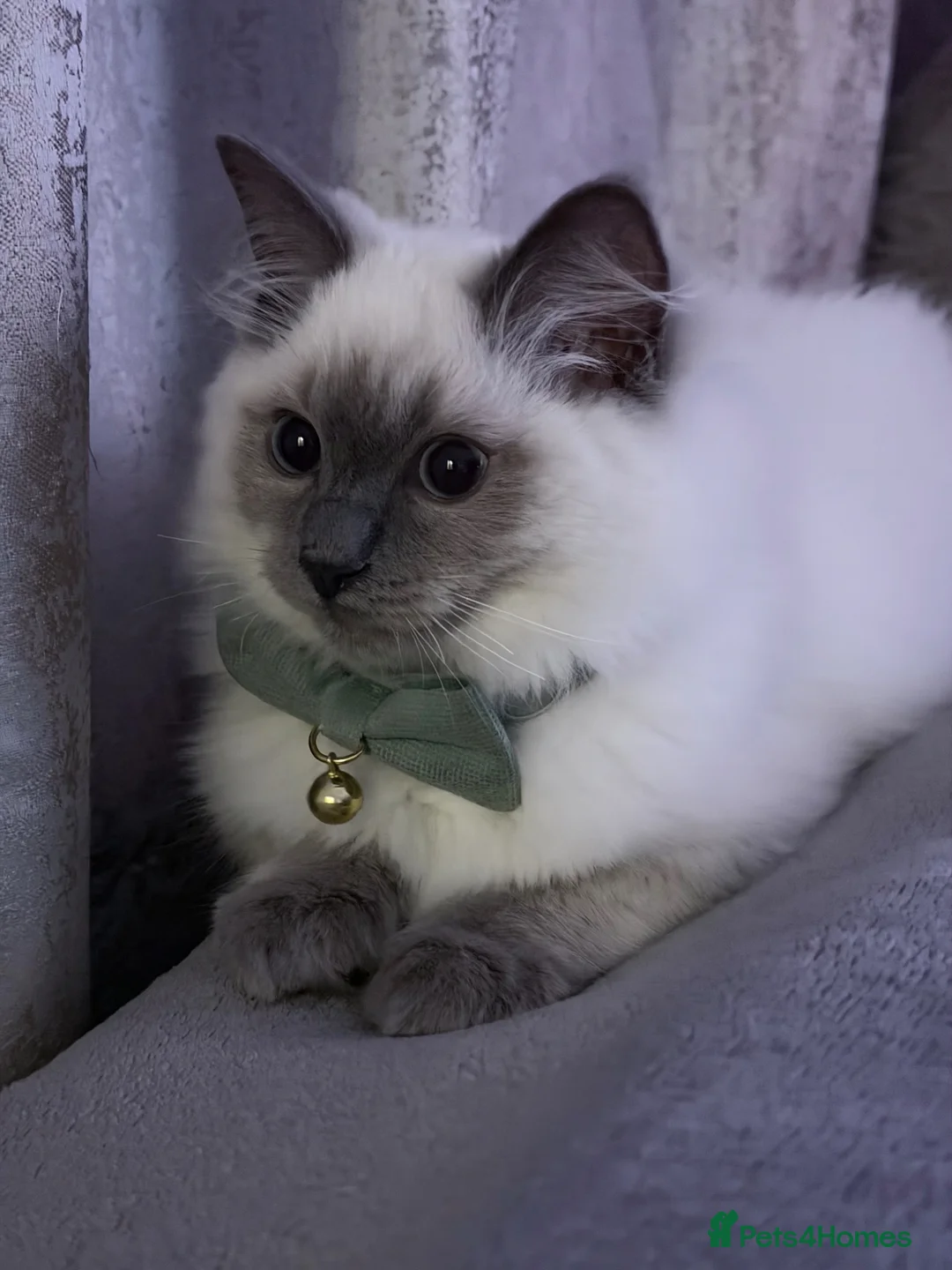 Ragdoll cats for sale: Rehousing kitten ragdolls  in Birmingham - Advert 4