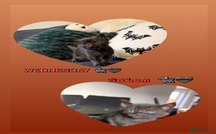 Mixed Breed cats - Advert 3