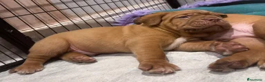 Junior - Stunning Male Dogue de Bordeaux Looking for a Loving Forever Home