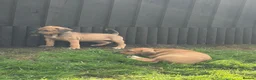Mixed Breed dogs for sale: Beagle puppies  in Lifton - Advert 7