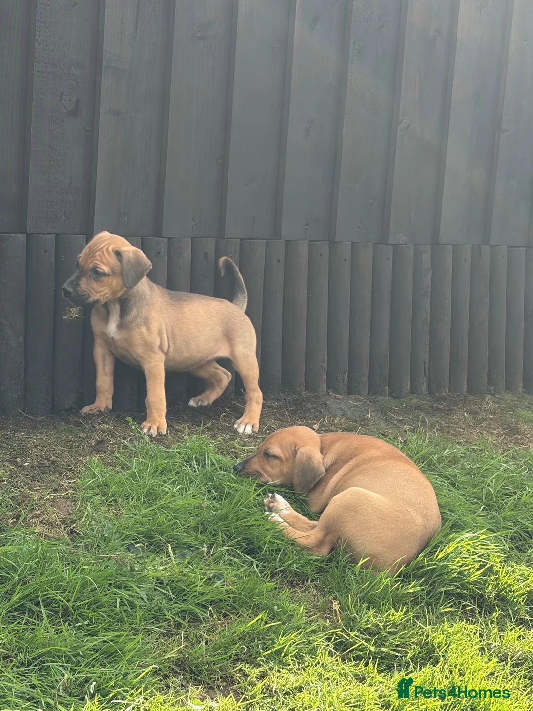 Mixed Breed dogs for sale: Beagle puppies  in Lifton - Advert 7
