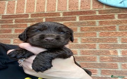 Cocker Spaniel dogs for sale: Show type cocker spaniels - Image 1