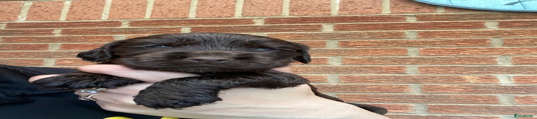 Cocker Spaniel Puppy 3