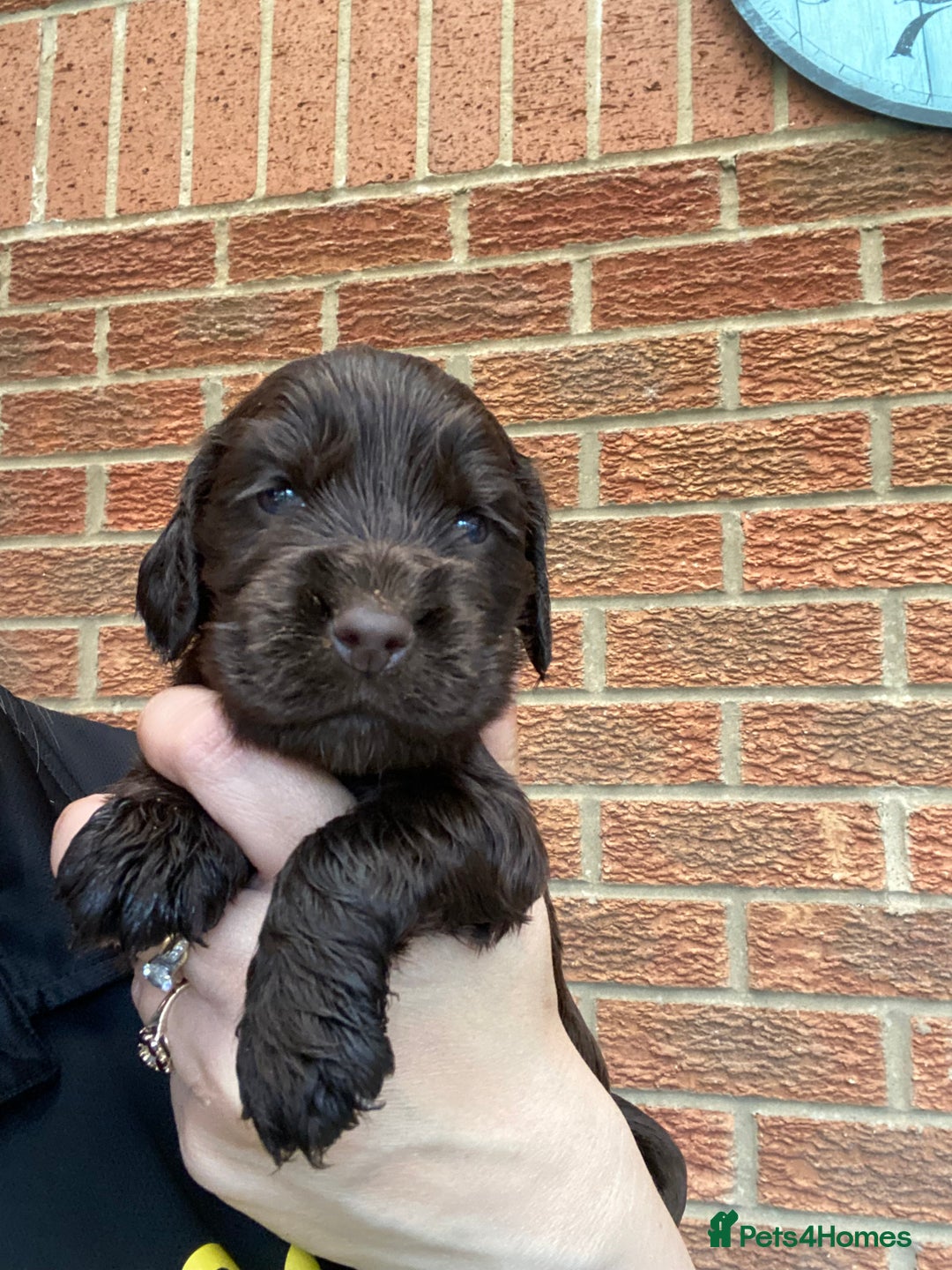 Cocker Spaniel dogs for sale: Show type cocker spaniels - Image 1