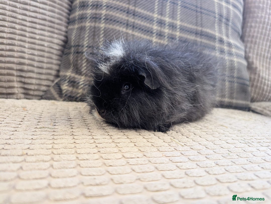 Guinea Pig rodents for sale: 4 female guinea pigs - Advert 5