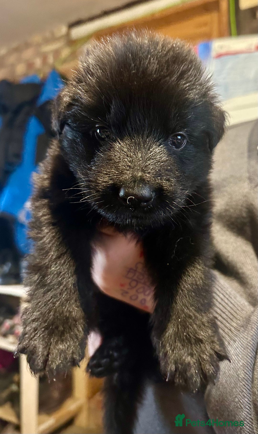 German Shepherd dogs for sale: Beautiful Litter of German Shepherd Puppies - Image 5