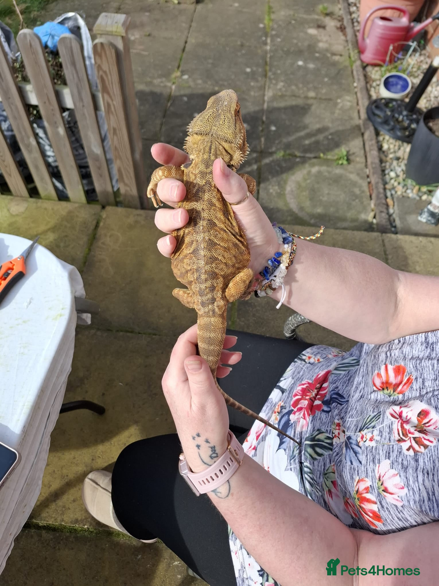 Bearded Dragon reptiles Bearded dragon, male, full set up - Advert 5