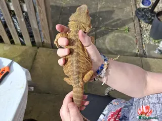 Bearded Dragon reptiles Bearded dragon, male, full set up - Advert 5