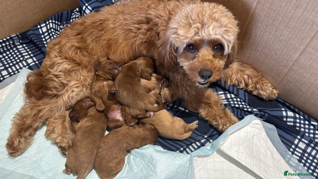 Mixed Breed dogs for sale: Last Boy Remaining in Sutton Coldfield - Advert 2