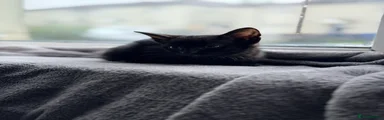 Female black