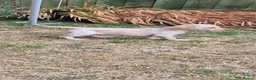 Labrador Retriever dogs for sale: Labrador retriever female puppy - Advert 6