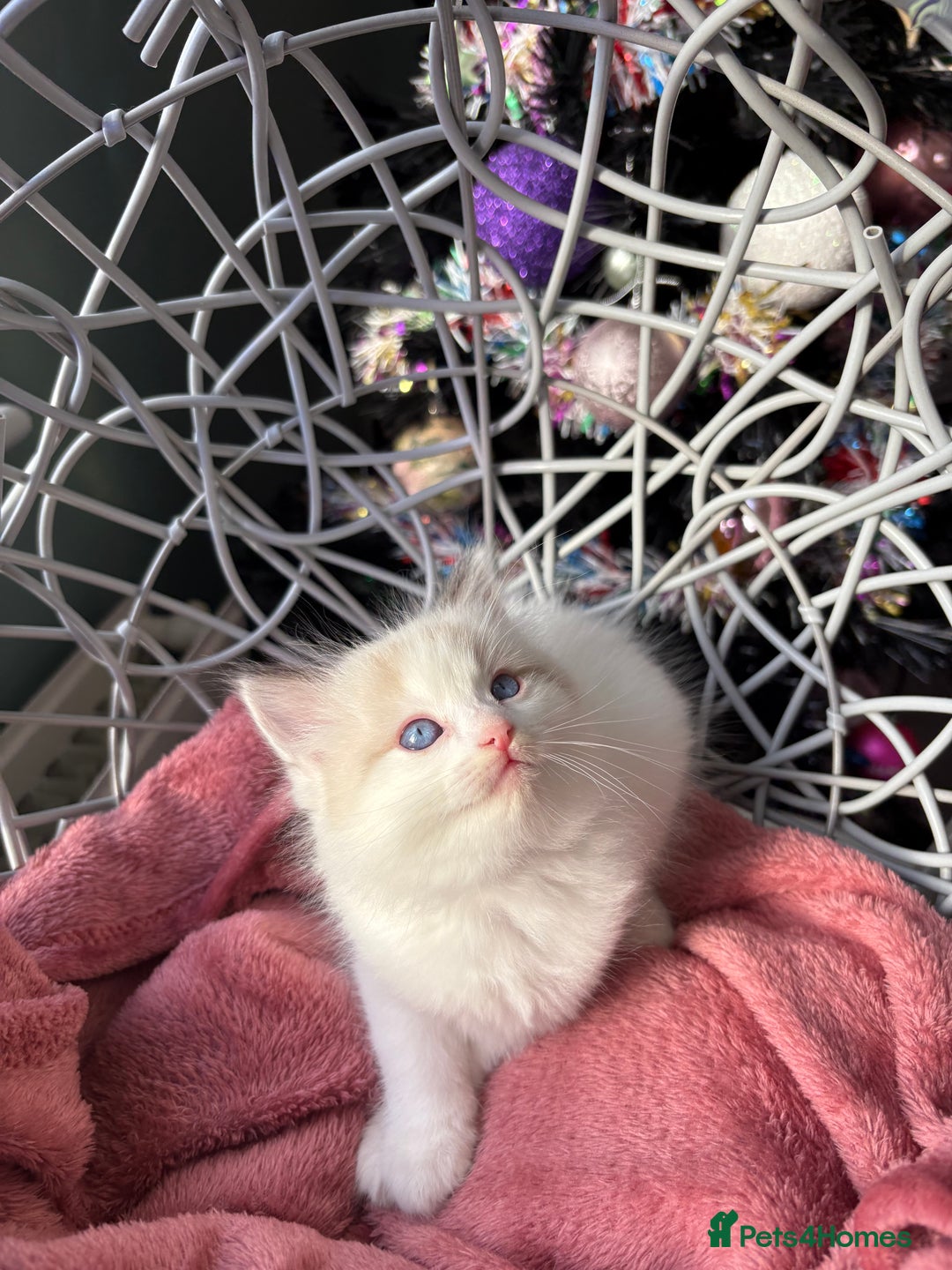 Ragdoll cats for sale: TICA Pedigree Bicolour Ragdoll kittens - Advert 18