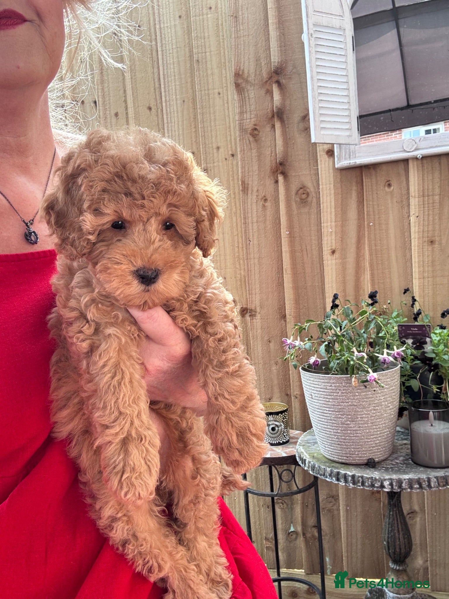 Mixed Breed dogs Mini poodle puppies absolutely stunning!  - Advert 12