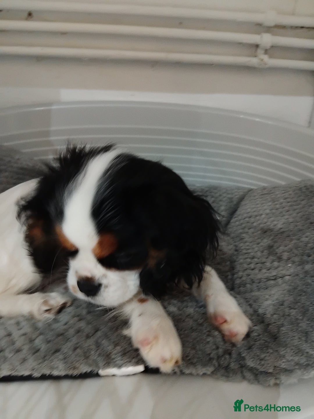 Cavalier King Charles Spaniel dogs for sale: Pedigree Cavalier King Charles GIRL - Advert 2
