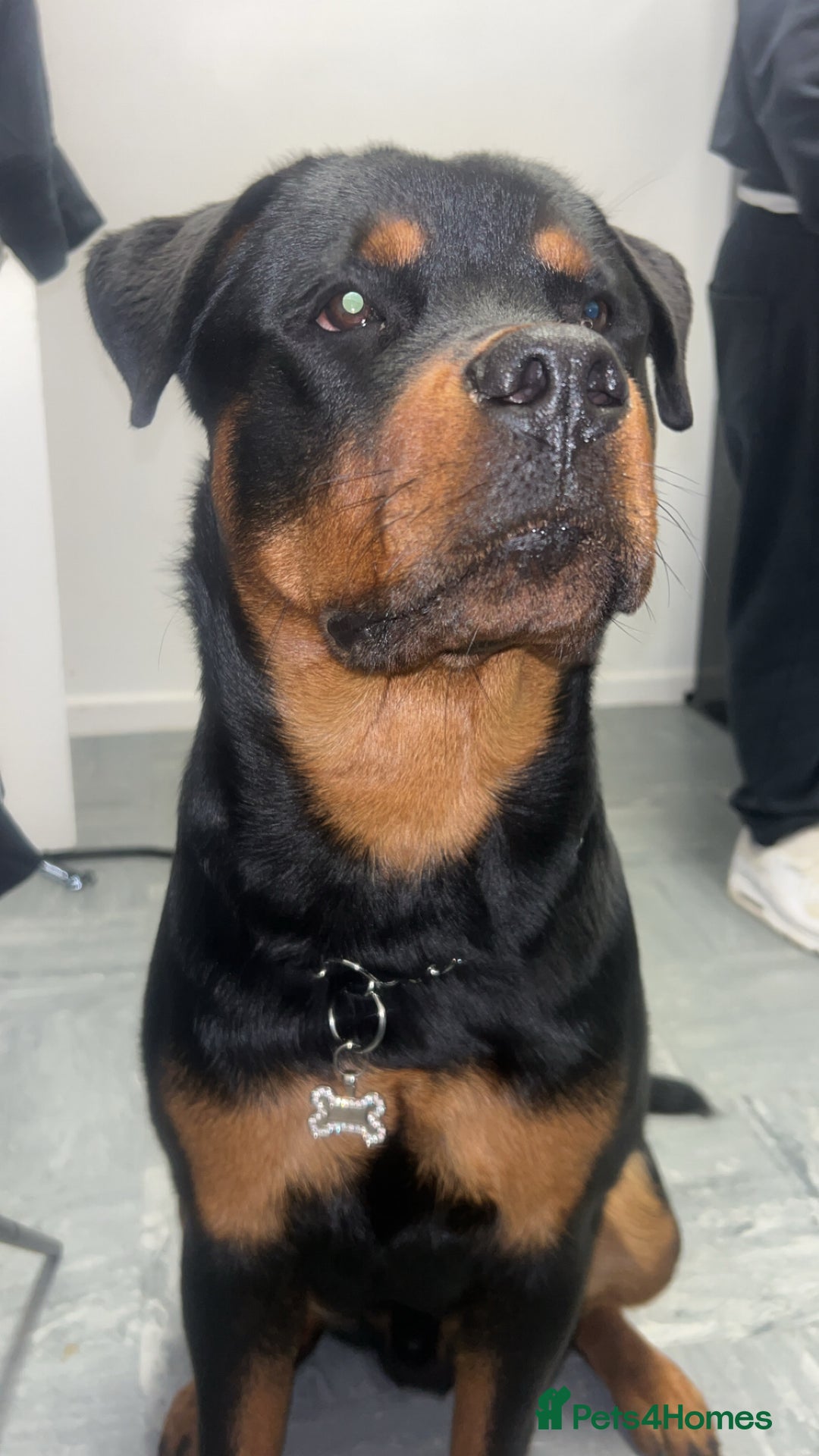 Rottweiler dogs for sale: Rottweiler - Advert 4
