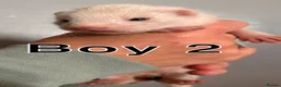 Ferret rodents for sale: ferret kits for sale  - Advert 30