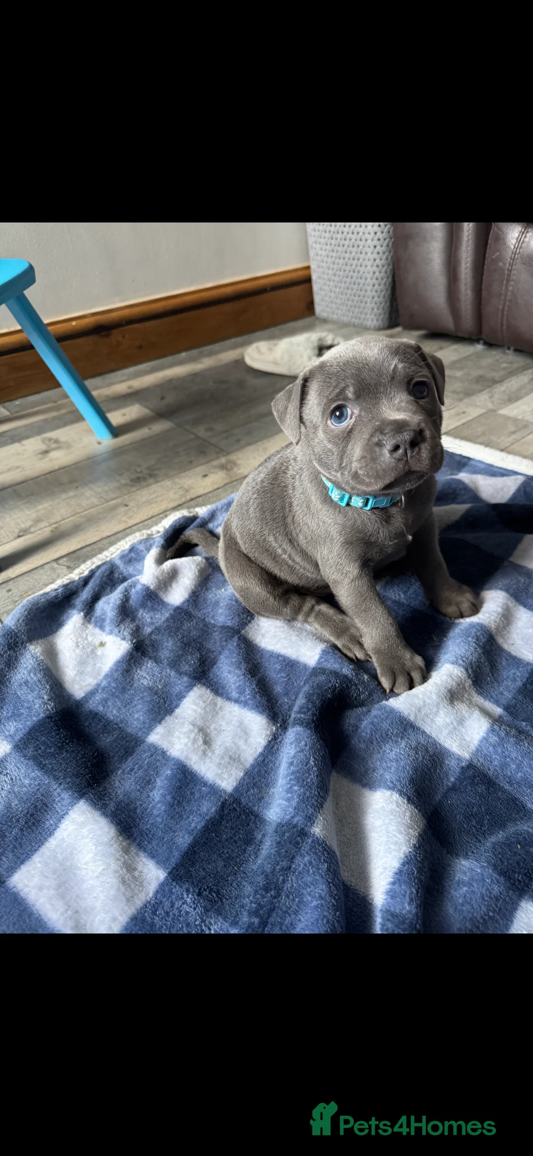 Staffordshire Bull Terrier dogs for stud: Proven KC Blue Staffy For Stud  - Advert 13