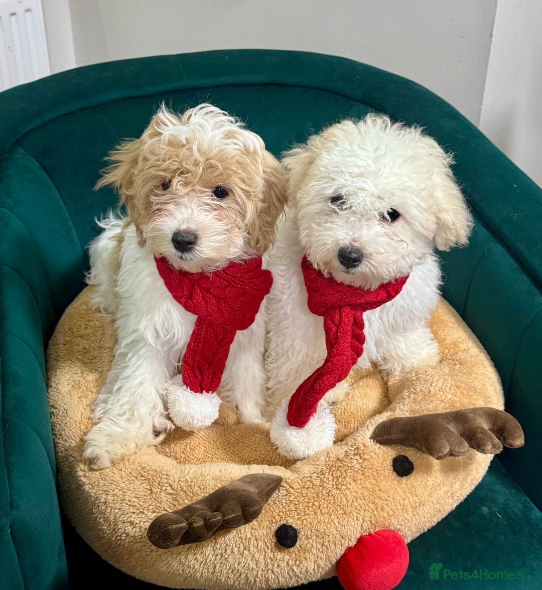Maltipoo dogs for sale: 2 GORGEOUS FEMALE MALTIPOO PUPPIES - Advert 1