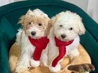 Maltipoo dogs 2 GORGEOUS FEMALE MALTIPOO PUPPIES - Advert 1