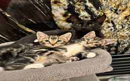 Mixed Breed cats for sale: ✨ Adorable Kittens Looking for Loving Homes ✨ - Image 3