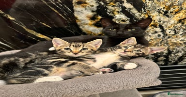 Mixed Breed cats - Advert 8
