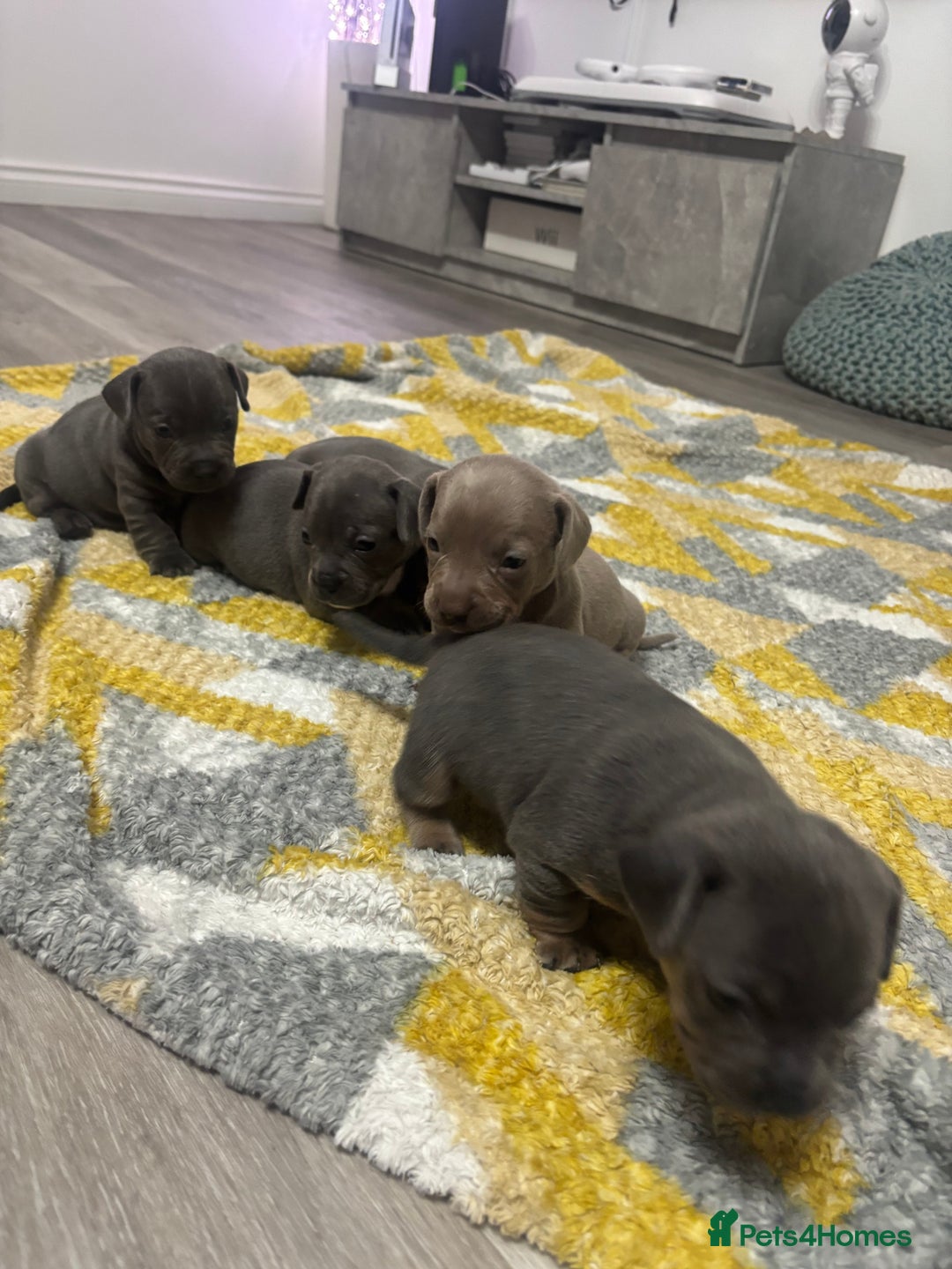 Mixed Breed dogs for sale: Unreal Frenchweiner puppy’s 🥹 - Image 2
