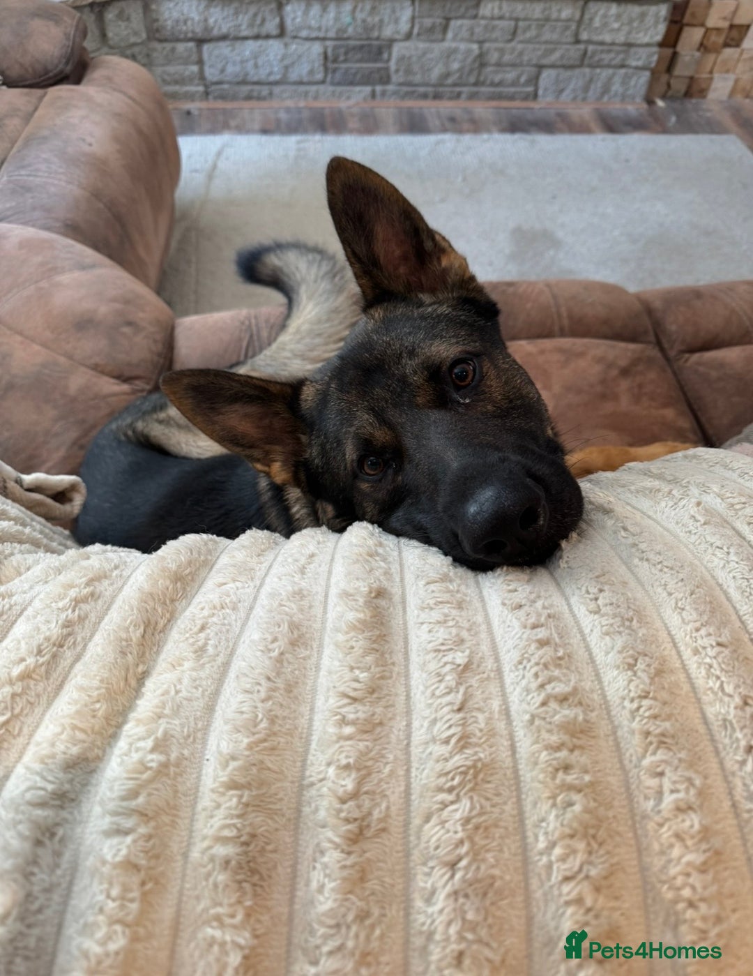 German Shepherd dogs for sale: Czech German shepherd male - Image 2