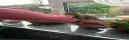 Sugar Glider rodents for sale: Adorable sugar gliders  - Advert 25