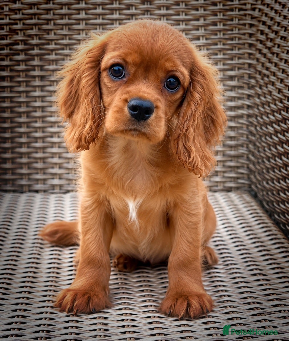 Cavalier King Charles Spaniel dogs for sale: Top Quality Cavalier Puppies  - Advert 1