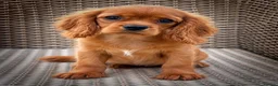 Cavalier King Charles Spaniel dogs for sale: Top Quality Cavalier Puppies  - Advert 1