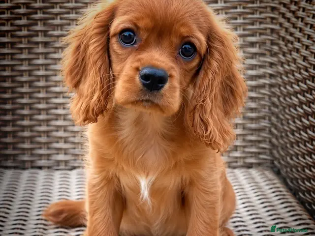 Cavalier King Charles Spaniel dogs for sale: Top Quality Cavalier Puppies - Advert 1