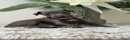 Italian Greyhound dogs for sale: KC registered Beautiful pups - Advert 33