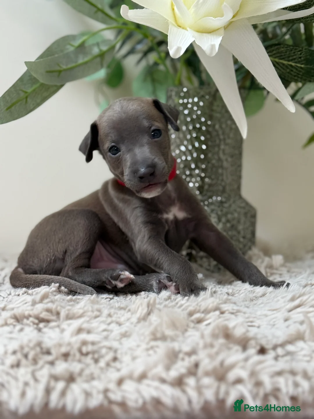 Italian Greyhound dogs for sale: KC registered Beautiful pups - Advert 33